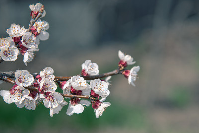 春花枝