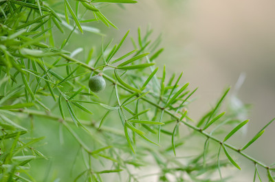 绿色瞻博