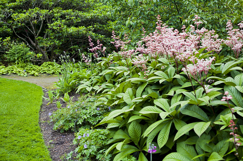 七叶七棱花(rogersia aesculifolia)在夏季开出星形的粉红色花朵。