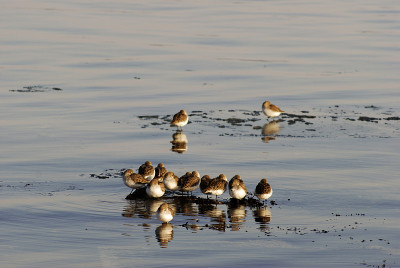 高山Calidris
