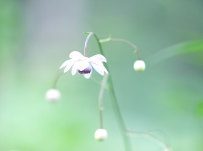 森林仙女虾