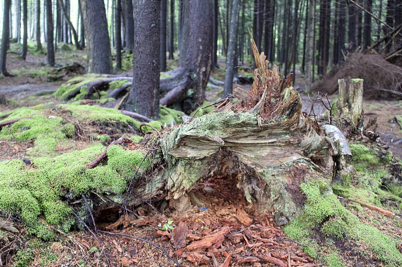 在西弗吉尼亚州高山森林地衣和苔藓的特写