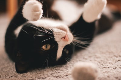 可爱的黑猫，白色的脖子在他的背部躺在地毯上，盯着他的玩具球