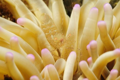 水下海洋生物