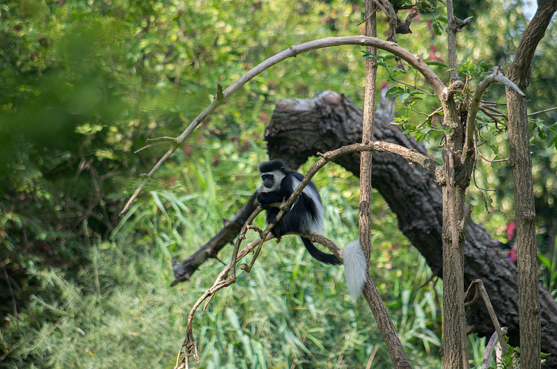 有毛的疣猴(Colobus guereza)，也被简单地称为guereza，东部黑白疣猴，或阿比西尼