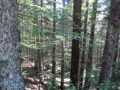 夏季山毛榉森林景观。Abetone,托斯卡纳,意大利