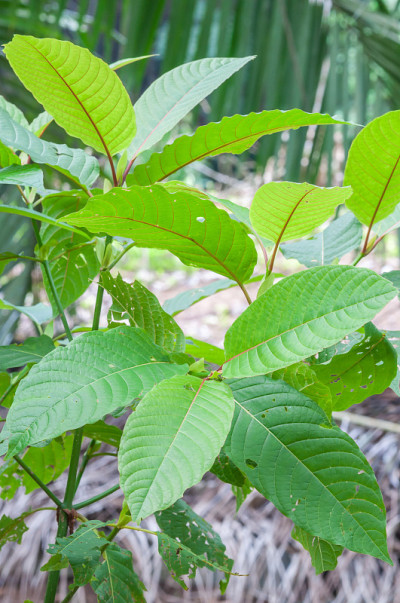 一种从植物中提取的药物