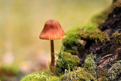 在秋天的森林里，青苔上的蘑菇呈绿色背景