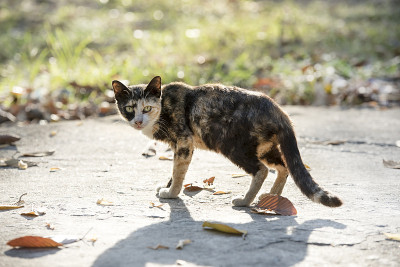 可爱的黄色小猫在砖地板和晨光上。