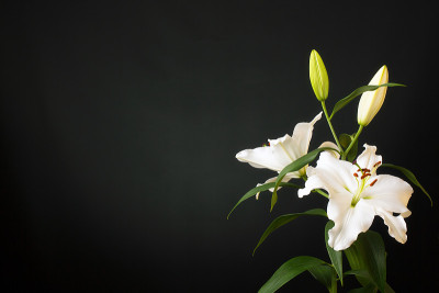 盛开的，柔和的白色百合(植物学:百合)。拍摄背景是黑暗的，略亮的。