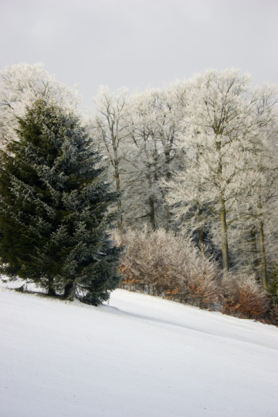 雪森林