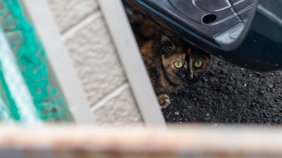 猫