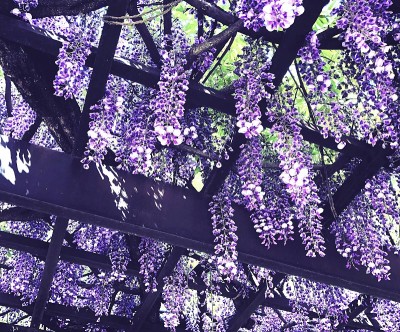 紫藤花