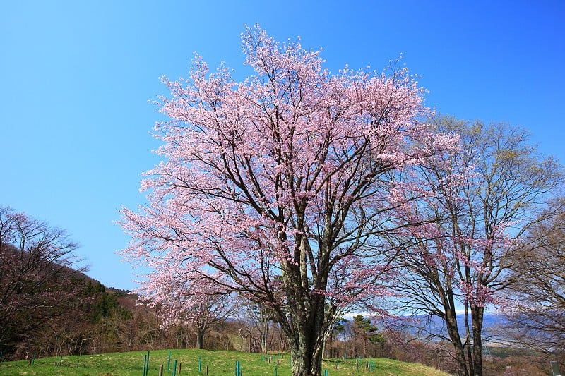 青梅和蓝天