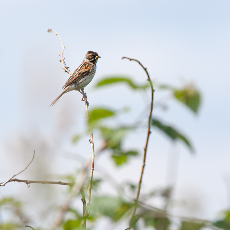 本廷(Emberiza schoeniclus, schoeniclus schoeniclus)。