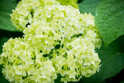 花园里有绣球花