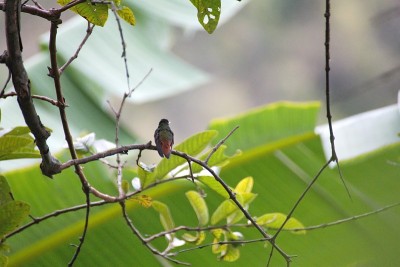 Rufous-tailed蜂鸟