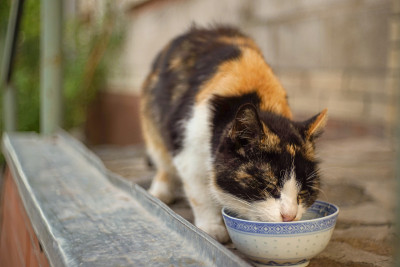 漂亮的猫在金属碗上吃东西。国内可爱的生命