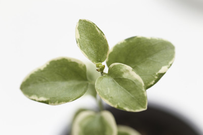 绿叶的细节。