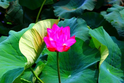 软化花园、池塘、荷花、湖泊、花网、