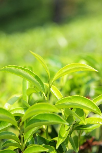 鲜绿茶种植园