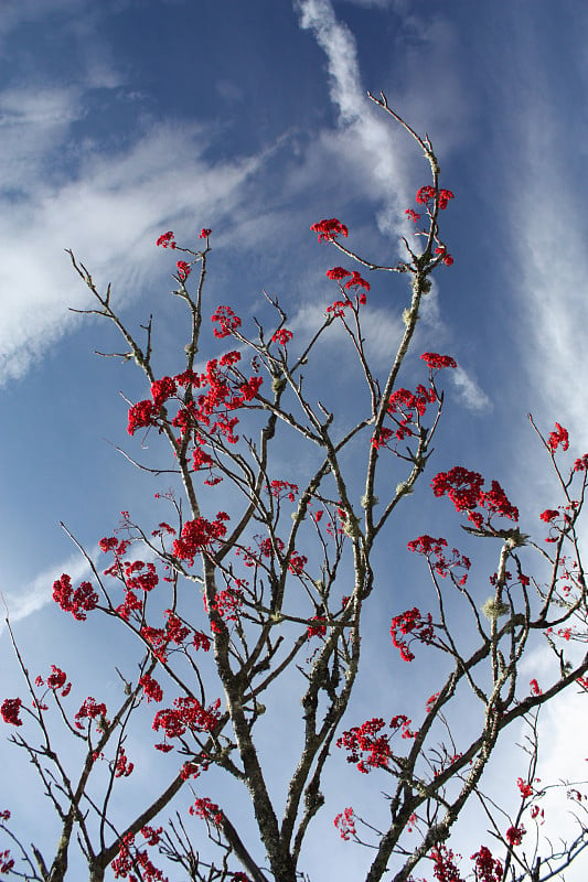 花楸果实