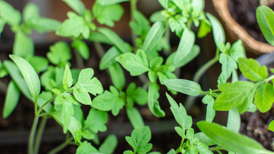 幼苗西红柿植株接近