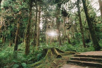 在阿里山森林