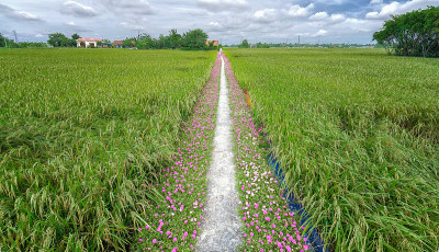 马齿苋花路