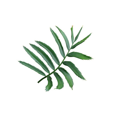 绿叶的棕榈树孤立在白色的背景