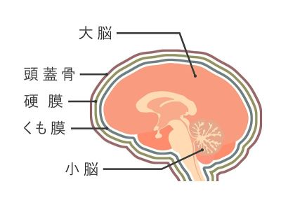 大脑和蛛网膜