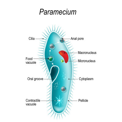 Anatomy of Paramecium