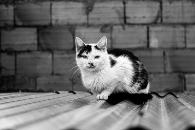 猫在金属屋顶