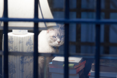 猫坐在台灯旁边的桌子上。