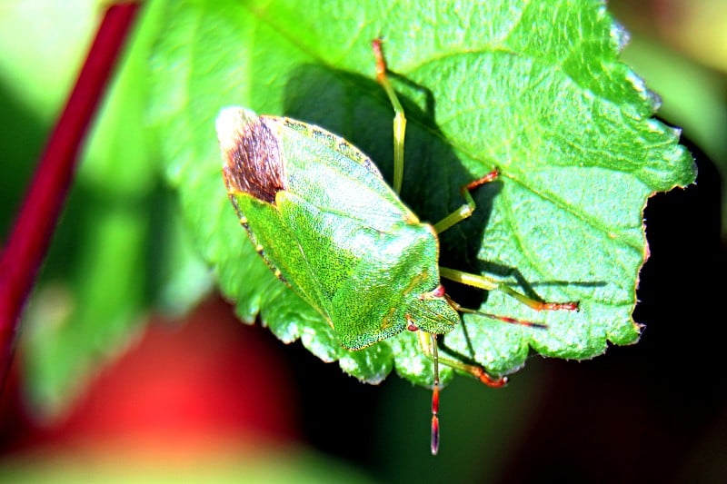 绿盾虫，Palomena prasina，