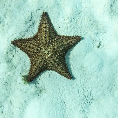海星