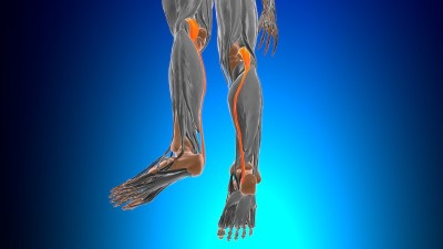 足底肌肉解剖医学概念3D