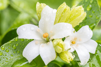 白色的花-橙色的茉莉花。