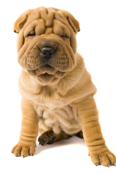 Sharpei狗