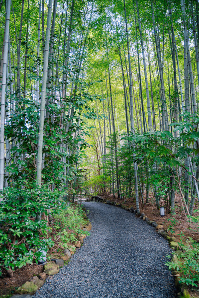 京都岚山的竹林