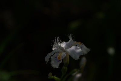 蝴蝶花