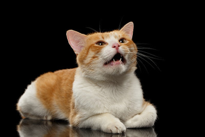 近距离喵喵的姜猫对黑色