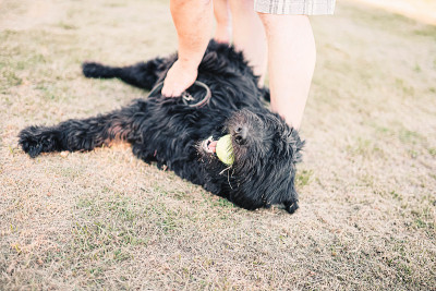 犬种布维耶德佛兰德斯牧羊犬躺在地上玩耍。