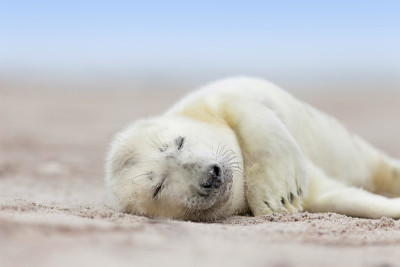 海滩的Helgoland