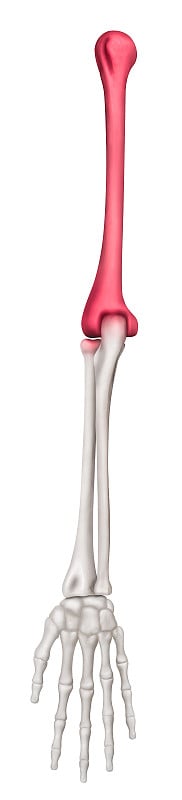 人体前臂骨前视图-肱骨疼痛区域红色高亮- 3D医学-生物医学插图-医疗保健-人体解剖学和医学概念-在