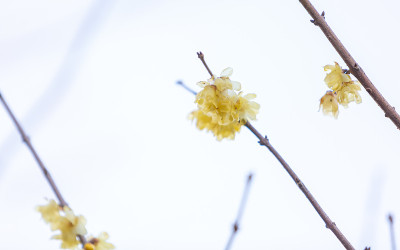 Chimonanthus praecox