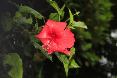 鲜红色的芙蓉花。