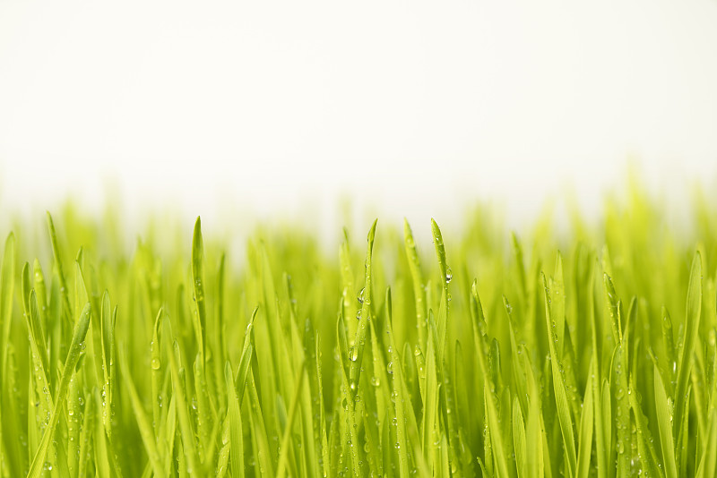 特写麦草在白色的背景