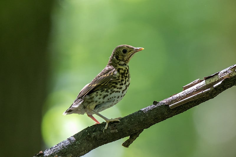 歌曲《Thrush》(Turdus philomelos)。