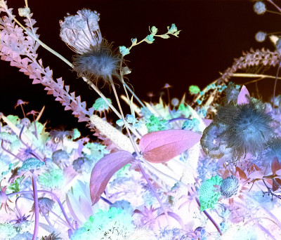 幻想的花